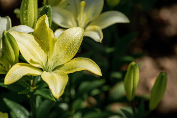 Beautiful bright, yellow, garden lily on a sunny day with drops of dew, rain.