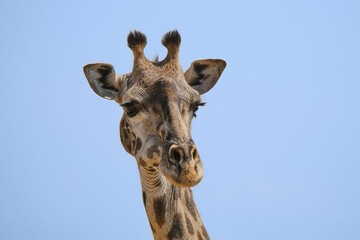 Fototapeta premium giraffe portrait with long eyelashes