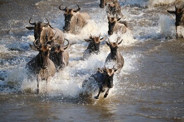 wildebeest crossing the mara river