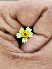 A small flower in hand.