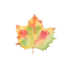 Autumn Watercolor Leaf - green, red, brown, gold. Isolated on White Background. Fall Illustration for Sales, Greeting card, Invitation
