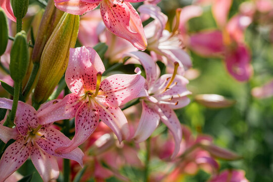 Beautiful bright, pink, garden lily on a sunny day with drops of dew, rain.