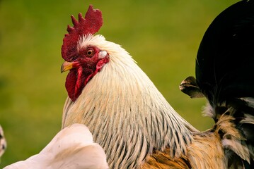 Brown proud looking adult rooster on the green background of the field