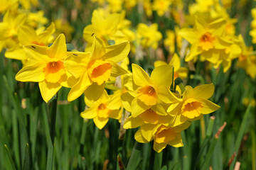 Obraz premium Yellow Jonquil daffodils in flower.