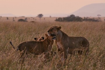 snuggling lions in the evening