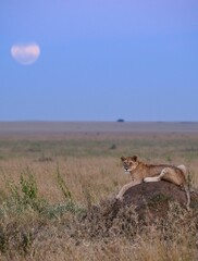 lioness in the savannah before moonrise