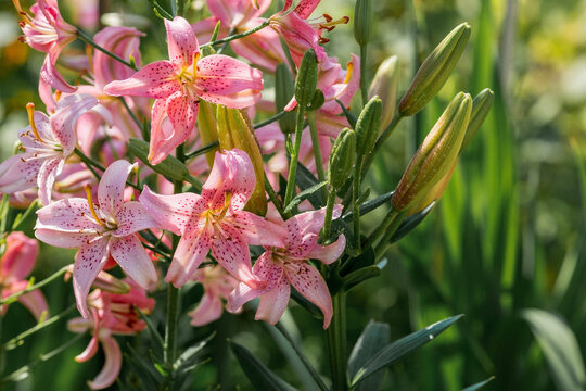 Beautiful bright, pink, garden lily on a sunny day with drops of dew, rain.