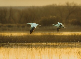 Snow geese flying over a lake during sunrise at Bosque del Apache National Wildlife Refuge