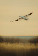Single snow goose with spread wings during the sunrise