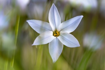 Fototapeta premium Closeup of Ipheion uniflorum blooming in a lush, green meadow