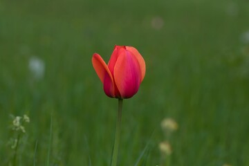 Single red tulip plant in the foreground surrounded by greenery