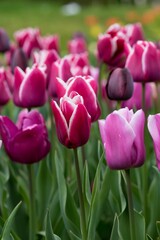 Beautiful purple and white tulips growing in the field