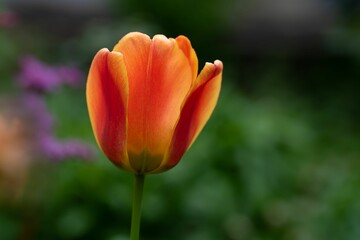 Vibrant orange tulip growing in a natural outdoor setting