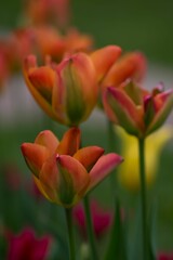 Orange and yellow tulips growing in a field next to grass