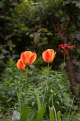 Three bright orange tulips bloom in a vibrant garden
