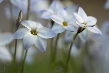 Bunch white Ipheion uniflorum next to each other in a field