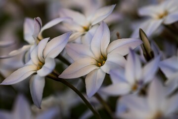 Bunch white Ipheion uniflorum next to each other in a field