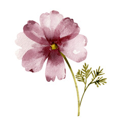 Naklejka na ściany i meble Pink flower, watercolor illustration for postcards and design.