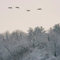 Group of Geese flying over a frozen woodland