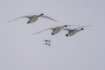 Flock of geese soaring gracefully through a light gray sky