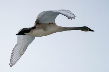 Goose in flight against a blue sky background