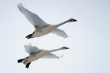 Two white geese flying in the sky
