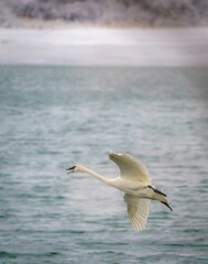 White swan flying over water with a forest in the background
