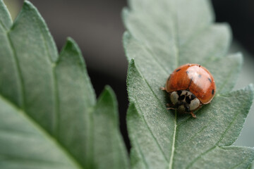 A Ladybird or Ladybug (Harmonia axyridis) on a Cannabis plant, macro. Natural insecticide against aphids and small insects for marijuana