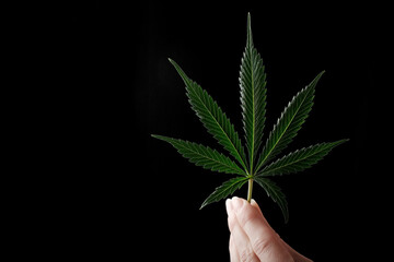 Hand holding organic marijuana, cannabis leaves isolated on black background