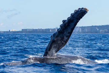 Humpback whale pectoral fin - obrazy, fototapety, plakaty