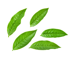 Green tea leaf with drops of water on transparent png