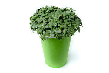 Organic micro green mustard in paper cup on white background. Macro. Isolated