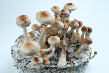 Mycelium block of psychedelic psilocybin mushrooms Thai with fruits. Micro growing of psilocybe cubensis in laboratory