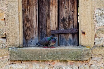 Pigeons cuddling on a window of an aged stone building in Rothenburg ob der Tauber