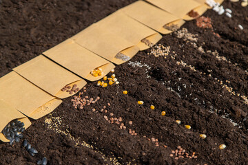 Sow different seeds in the garden. Selective focus.