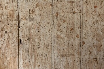 Aged wooden wall with multiple nails