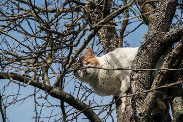 Cat climbed among tree branches on sky background
