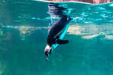 Obraz premium Humboldt penguin (Spheniscus humboldti) swimming under blue water