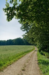 Fototapeta na wymiar Vertical shot of a rural scene of a long, winding dirt road through a lush green field of grass