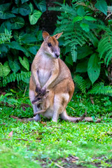 Red-necked Wallaby (Macropus rufogriseus) Female with baby in pouch © Daniel Ferryanto