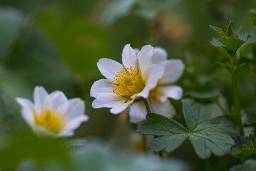 White Japanese anemone flowers with a yellow center and green leaves behind them