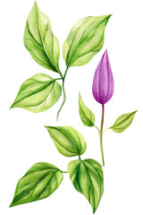 Set bud and leaves on an isolated white background. Watercolor illustrations. Climates leaf