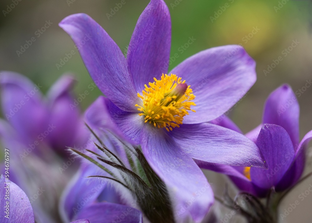 Poster Closeup of purple Pulsatilla with moody bokeh in the background