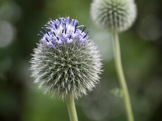 Closeup of the beautiful Ball thistle growing in the meadow