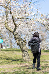People taking photos of the cherry blossoms sakura in High Park as they near peak bloom for the season