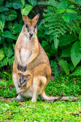 Red-necked Wallaby (Macropus rufogriseus) Female with baby in pouch