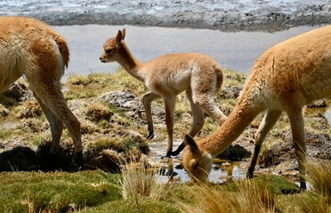 Group of guanacos walking on the grass with a stream flowing in Atacama Desert Chile
