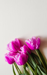 Spring flowers. Pink tulip on white background. Tulips postcard.