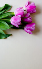 Obraz premium Spring flowers. Pink tulip on white background. Tulips postcard.