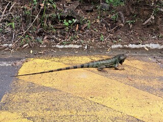 Paradise in food is found in Pereira, capital of the axis